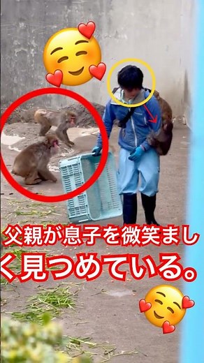 【パンチくん】: 見事にドアの中への侵入に成功した #パンチくん #市川市動植物園 #赤ちゃん猿