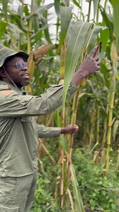 Super Maize Crop.Click on the link and download to get the app https://farmcare.onelink.me/DdAm/aimagriculture #YaraKenya #Farmcare #keepitaimagriculture Yara Kenya @farmcare | AIM Agriculture