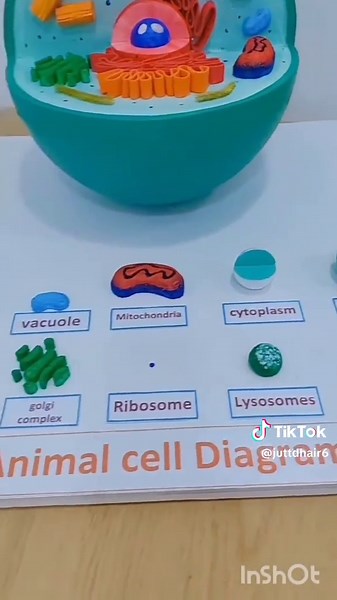 Animal Cell Diagram Project: Trending Art on TikTok