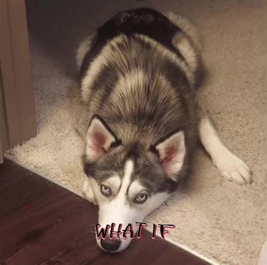 Creepy Creatures: Dogs Acting Strangely