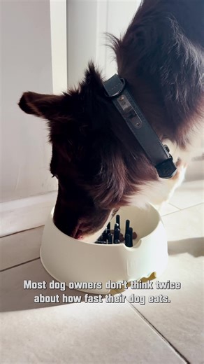 Be honest… how fast does your dog finish their food? Fast eating might seem harmless - but over time it can increase the risk of bloating and digestive discomfort. And even if you already use a slow feeder, most have fixed maze patterns. Dogs learn them. And they go back to gulping. Slow Muncher’s flexible finger design keeps every meal unpredictable - helping slow eating, support digestion, and provide ongoing mental stimulation. It’s a small upgrade… that can help avoid bigger problems later. 