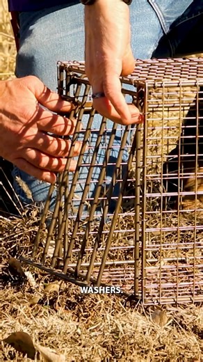 Dr. Drew Ricketts shows how to set a cage trap useful for trapping raccoons, opossums, and groundhogs. Check out the full video from KSRE Wildlife! #trapping #wildlife | KSRE Wildlife Management | Facebook