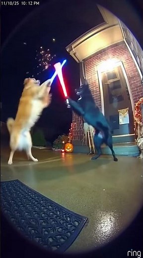 🐕‍🦺 The Paw Wars: Golden Retriever vs. Black Lab - A Jedi Showdown
