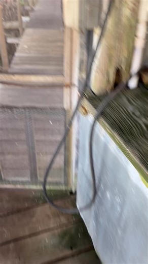 Branden Louis Scott | Damn invasive species!!! #fishing #lakekissimmee #panfishing #crappie #bassfishing #shellcracker #crappiefishing #invasivespecies... | Instagram