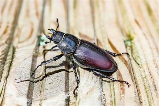 These bizarre beetles are among the weirdest on the planet