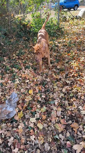 Chicken Hiding in Bushes from Hank in Tennessee