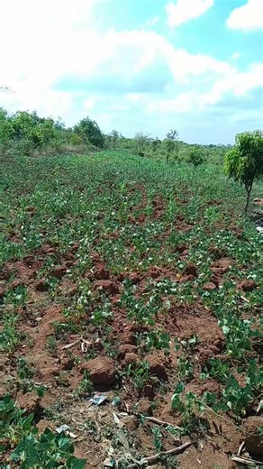 LUKAS FFUNDI (@lukasfundi)’s videos with original sound - prince Morris