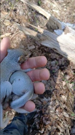 baby gray squirrels