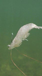 624K views · 6.7K reactions | RIGGING TIP ➡️ When fishing with live shrimp in current and/or under a float, rigging the shrimp through the head is the best option. This allows them to be pulled forward with the current and keeps them alive longer. Hook it crossways, in one side and out the other, through the head, but AVOID the two organs (the dark spots). #fishingtips #fishinggear #saltwaterfishing #livebait #saltstrong | Salt Strong | Facebook