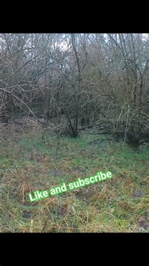 who ready for some rabbit hunting videos #rabbitdog #bunny runners #hunting