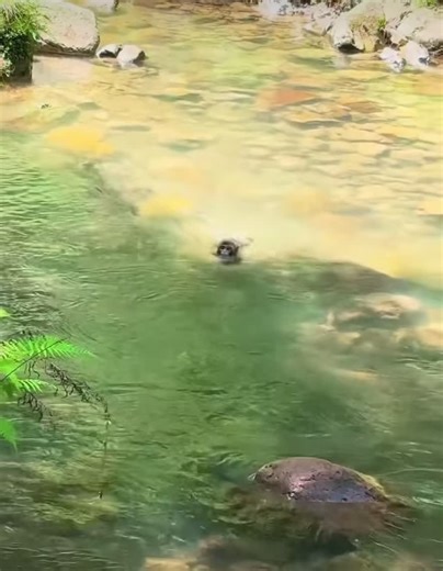 Monkey Hubb (@monkeyhubb_)’s videos with original sound - Monkey Hubb