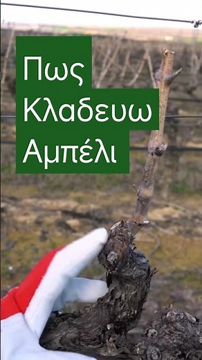 Πώς Κλαδευω Αμπέλι #κλαδεμα #κλαδευω #αμπελι