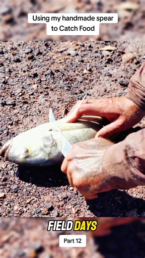 Using my handmade spear to catch food P12 #fielddays #survival #outdoors #camping #fyp