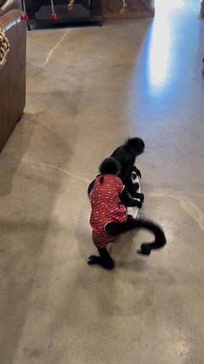 921K views · 8.1K reactions | Here Rooster, let me give you a push  #monkey #cute #sweet #cutereels #funny #funnyreels #funnyvideos #play #skateboard | Our Life Adventures | Facebook