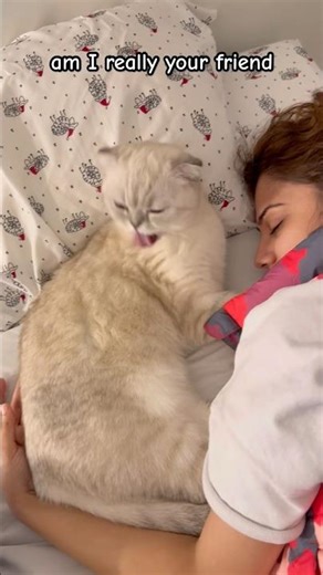 Am I Just a Pet?🥹#kikicutekitty #catmom #petcat #iloveyou #scottishfold #fypage #cutecat #relatable