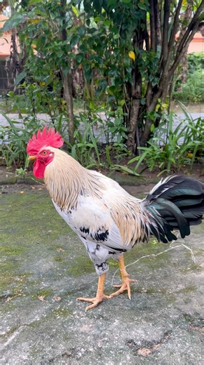 When the hen’s got something to say… 😂🐓 #HenTalks #shorts #youtubeshorts #viral #viralvideo