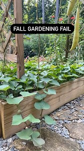 Small space gardener fail. Sharing a lesson learned today… my fall starts are ready to go.. but I have no space for them in the garden thanks to sweet potatoes that I grew as a “living mulch” and peanuts that are not showing signs of harvest time yet. 🤷🏻‍♀️ What’s a lesson you learned this season? #gardenlessons #gardenfail #gardenlife #gardenlessonslearned #gardensandchickens | Everyday Gardening Tips