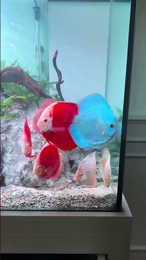 Aquarium Design for Discus fish and Altum Orinoco