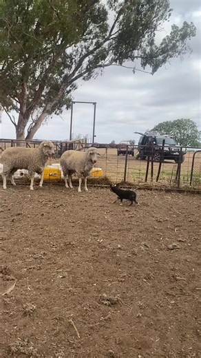First Look at 11-Week-Old Sheep with Young Grumpy