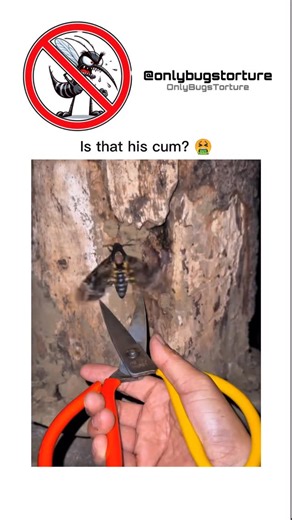 Onlybugstorture on Instagram: "What is that ew #bugtorture #viralreel #morbidcuriosity #funny #scary"