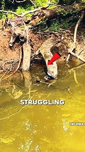 3.3K views · 33 reactions | Man Helps Free Bird Trapped by Litter A man spotted a bird struggling with trash stuck on its beak and didn’t think twice. He stepped into the muddy water, swam over, and gently cleared the mess so the bird could breathe and fly again. Simple actions matter. ️ #foryou #fyp #naturehelp #cleanup #viralvideo | Featheredsoul | Facebook