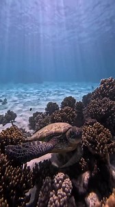 1K views · 127 reactions | Ever wonder how sea turtles clean their shells? ❤️ Follow our turtle conservation efforts @projectcurma  Amazing capture by @pelle.lund  . . . .#turtletuesday #tortoises #turtlelife #turtlelover #turtle #seaturtles #turtlesofinstagram #turtlepower #turtle #turtlelove #honu #tortuga #animals #amazing #sundau #weekend #weekendvibes #launion #beach #ocean #sea | Curma | Facebook