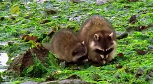 Nature  039 s Microworlds S01  E07 Canada s Coastal Forests