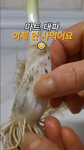 마트대파 수경재배