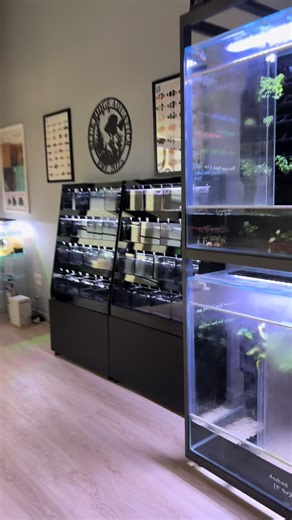 Humane Betta Fish Display Tips for Aquariums