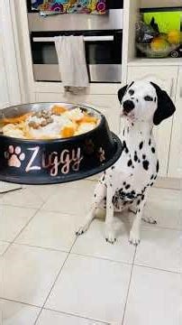 Dalmatian Birthday: Special 5th Birthday Cake for Our Spotty Boy