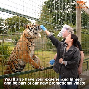 14K views · 1.4K reactions |  Big Cat COMPETITION!  You and a...