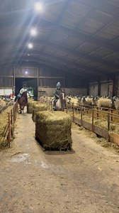 Prince and Arwell doing inside work last night to stay out the rain. Both looking for a family ☺️ | Little Feet Future Stars