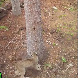 5.1K views · 184 reactions | Scent-marking behavior is common in wild...