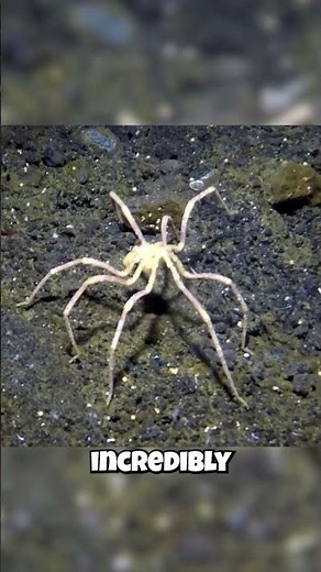 Sea Spiders: They're Tiny OCEAN Crawlers?! 🕷️