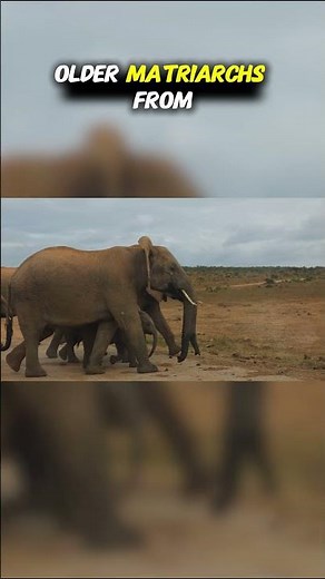Top Ten Animals Endangered by Habitat Fragmentation: Athletes of the Canopy Trapped