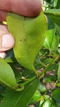 Identifying and Treating Scale on your Citrus Trees