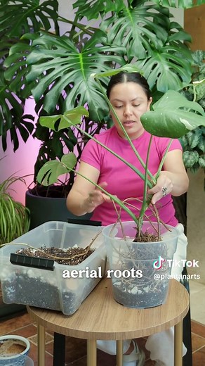Monstera Repotting Tips: 4 Simple Steps for Healthy Growth