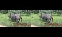 Mix of 2 videos from youtube : RHINO TAKING A MASSIVE SHIT, MUST SEE!