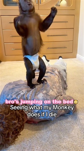 When you have a pet monkey 🐒😂#PetMonkey #FunnyAnimals #animallife