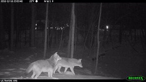 2.3K views · 130 reactions | Here is a night video from Christina...