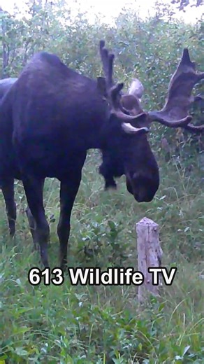 Eye to Eye with a Giant Bull Moose! Captured on Trail Cam #shorts #bullmoose #trailcam #wildlife