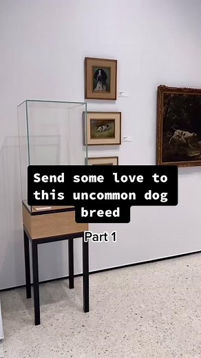 Have you ever seen one of these IRL? They’re big!!! #otterhound #otterhoundsoftiktok #raredogbreeds #museumofthedog #akcmuseumofthedog