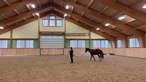 Here with Odin, we are beginning to teach him how to circle around his handler. As long as he maintains direction and gait, we stay quiet in the middle. We wouldn’t ask for many laps at one time before asking him to stop so he can take a break. We are also playing with both a back up cue as well as a draw forward cue. Odin is a super student! Because he is so young, we are careful not to ask for too many circles, and always keep his sessions short and full of variety. Odin is with us for trainin