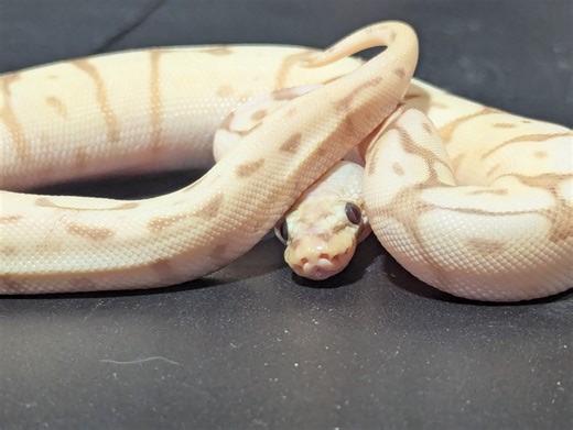 Find over 100 species at the FW Indiana Reptile Show