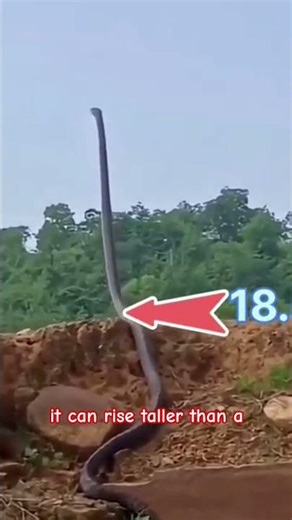 “King Cobra – The World’s Longest & Most Deadly Snake 🐍👑”