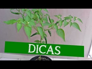 CUIDADOS COM PÉ DE PIMENTA DEDO DE MOÇA