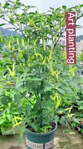 Gardening on TikTok