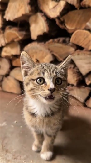 Kitten sound😍 #shorts