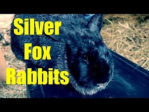 Silver Fox Rabbits