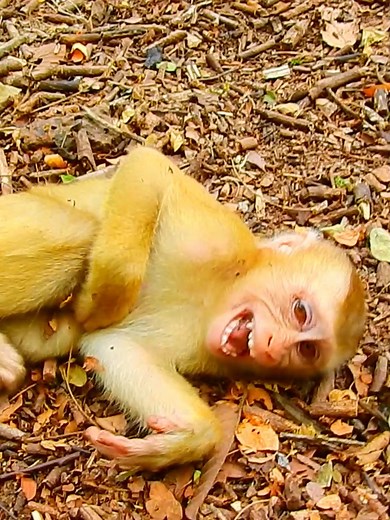 #beautiful #monkeydluffy #monkeycute #babymonkey #monkeyface #lovely #monkey #cute #animals #animalsbaby #poormonkey #monkeycry #funny #funnyvideo #cuteanimals | Monkey TV7